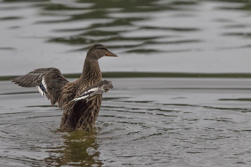 Canard 2