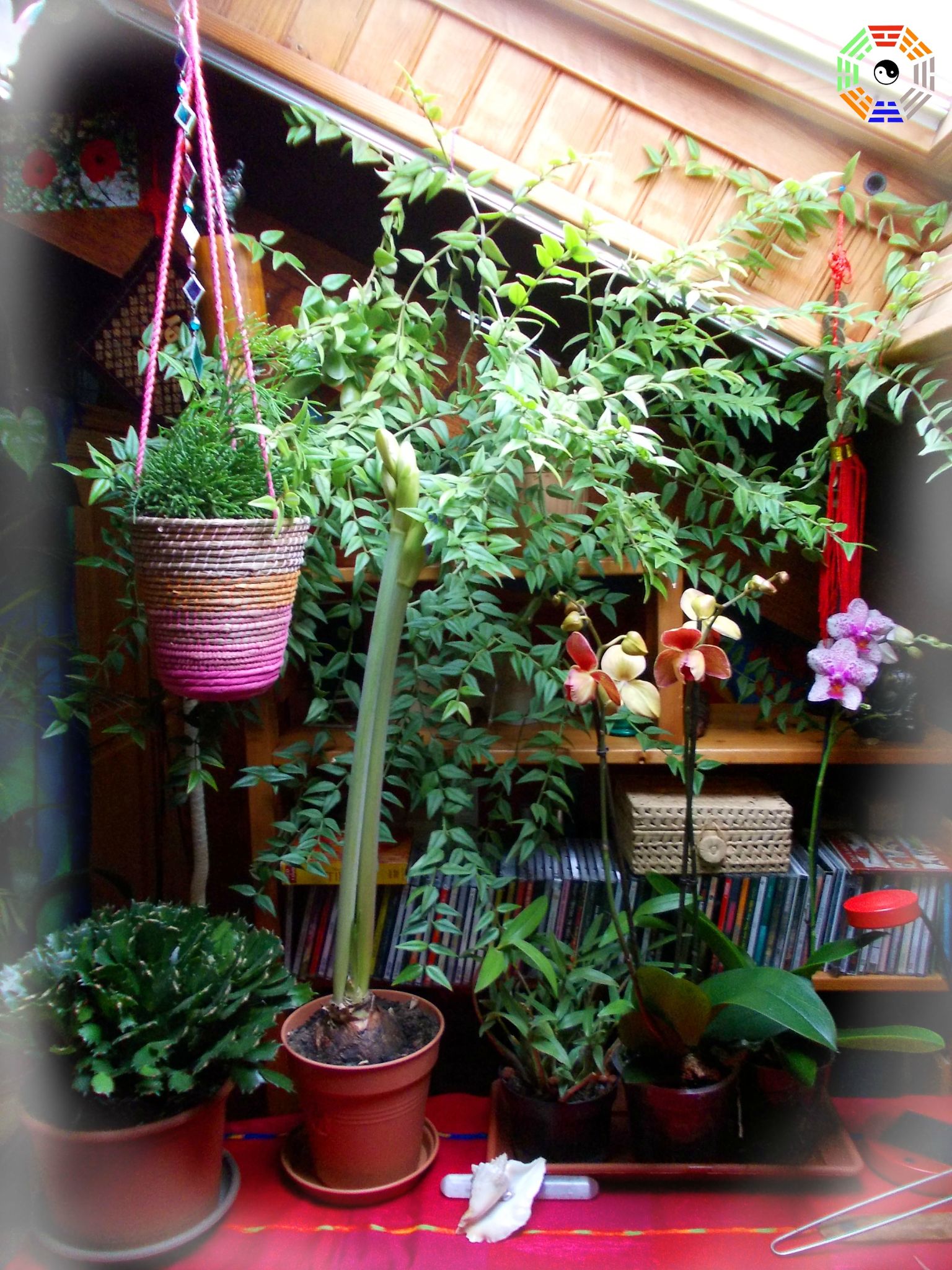 Plantes, paysage et feng shui