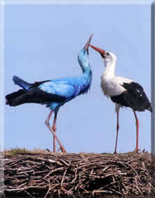 Bild zu Blauer Storch