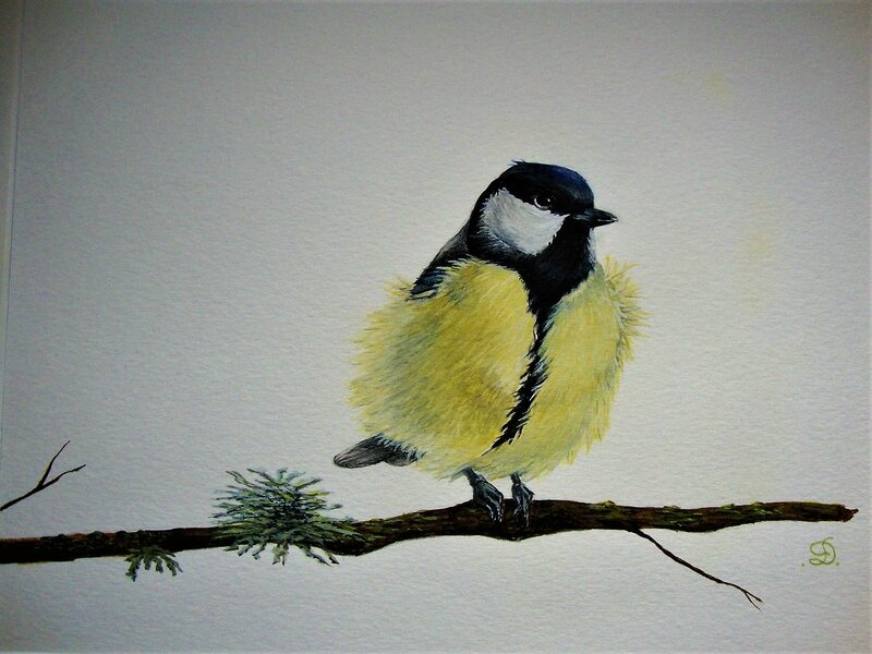 Mésange charbonnière