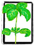Mon herbier, recettes