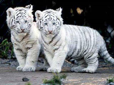 Tigre_blanc_ou_Royal