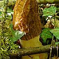 Saison des morilles 2011