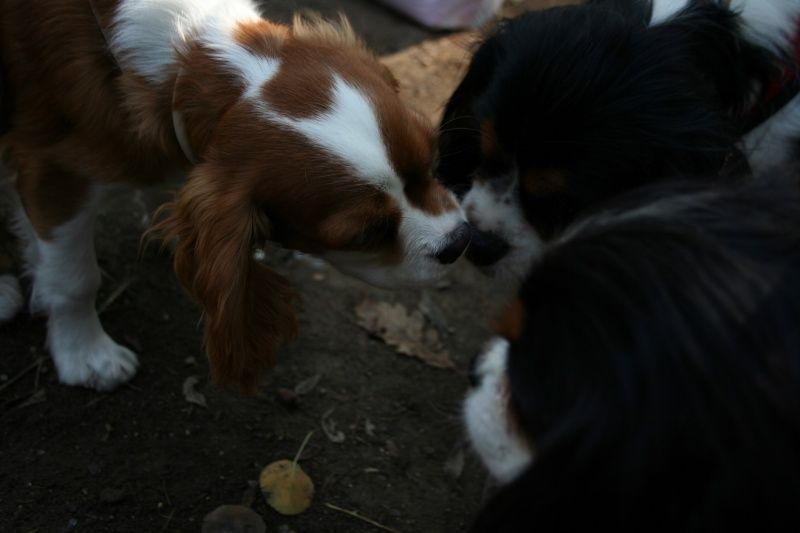 rencontre cavalier king charles