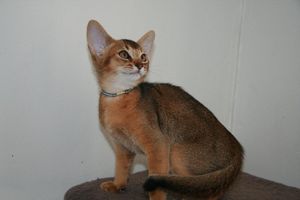darwin_002