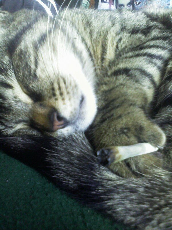 weed chat weed chat