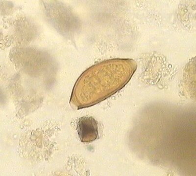 Les arthropodes les parasites des poissons