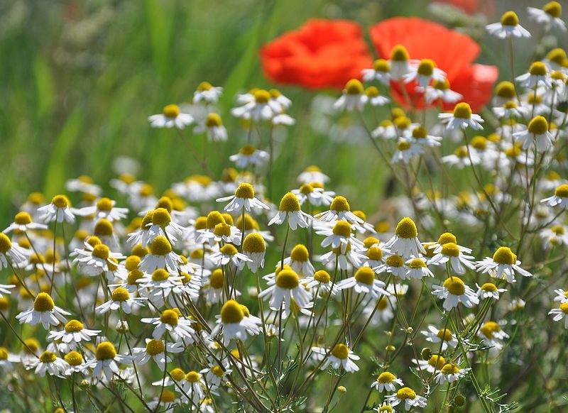 camomilles_et_coquelicots