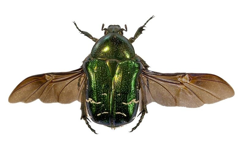 Cetonia dorata