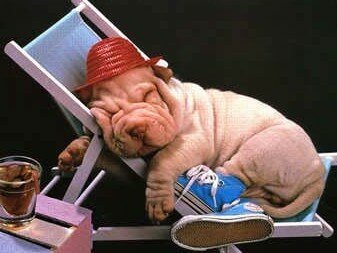 chien_transat