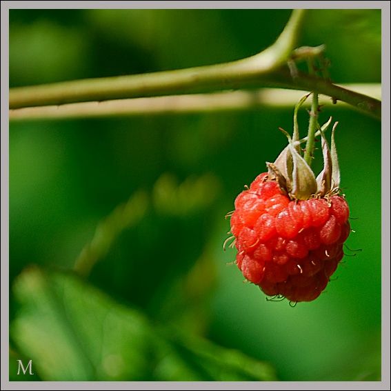 framboise2