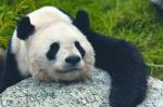 Panda en plein effort