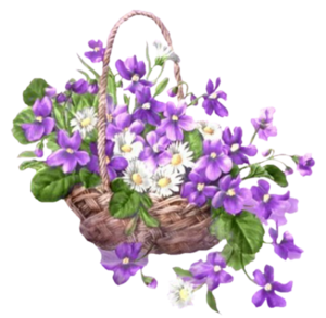 5 VIOLETTES