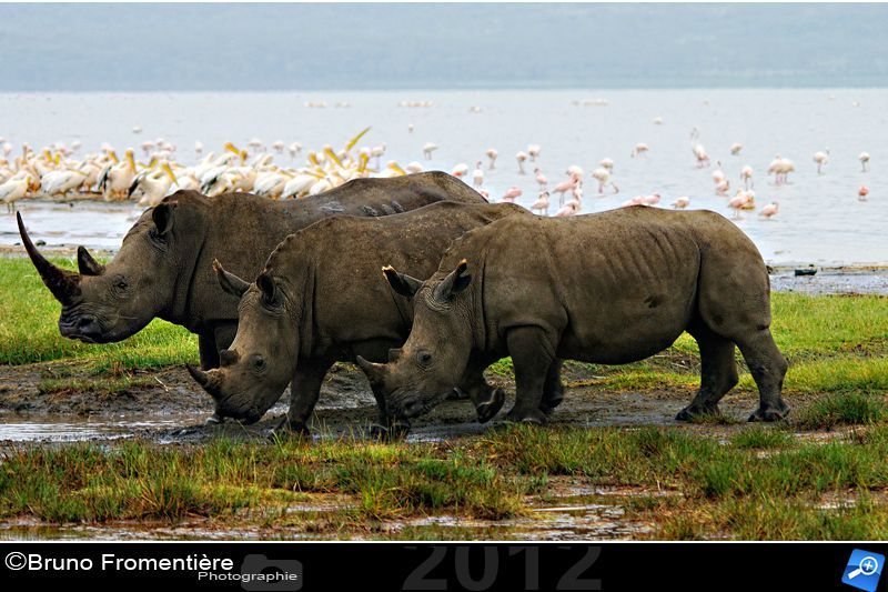 rhinocéros 800 e