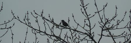 oiseau_flo