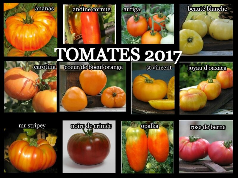 tomates 2017 1