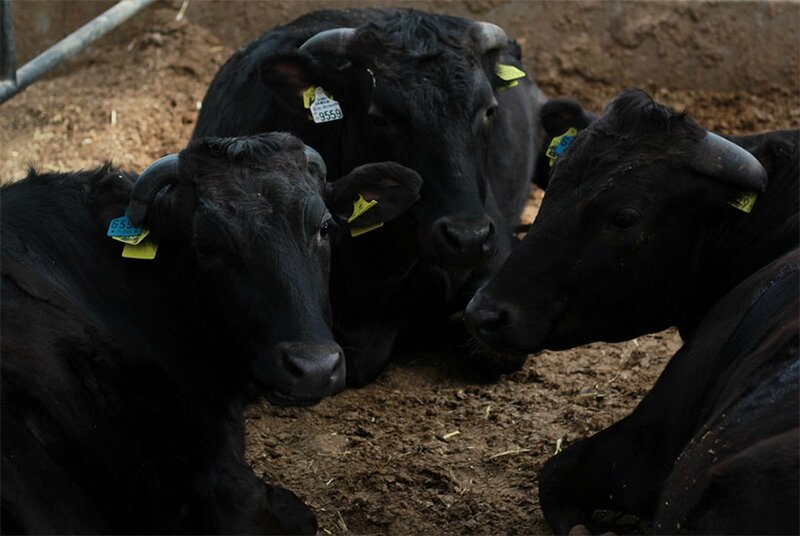 france-japon-viande-boeuf-kobe-303