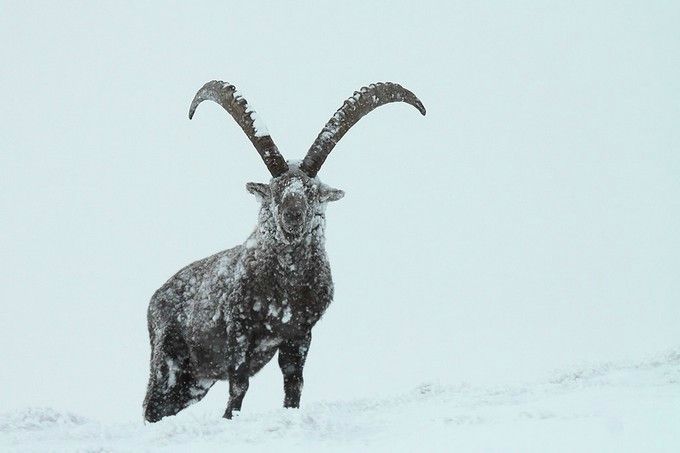 rencontres animalieres en foret de fontainebleau