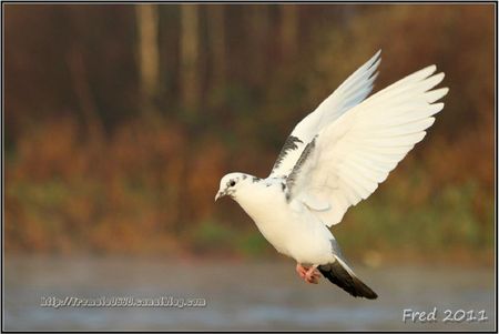 IMG_4491-signée