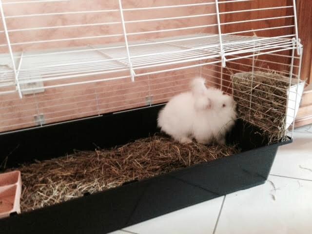 lapin