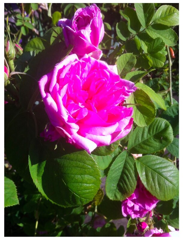 instant-de-fleurs-rose-de-damas-