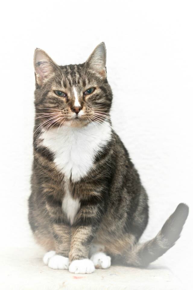 Chat lycos