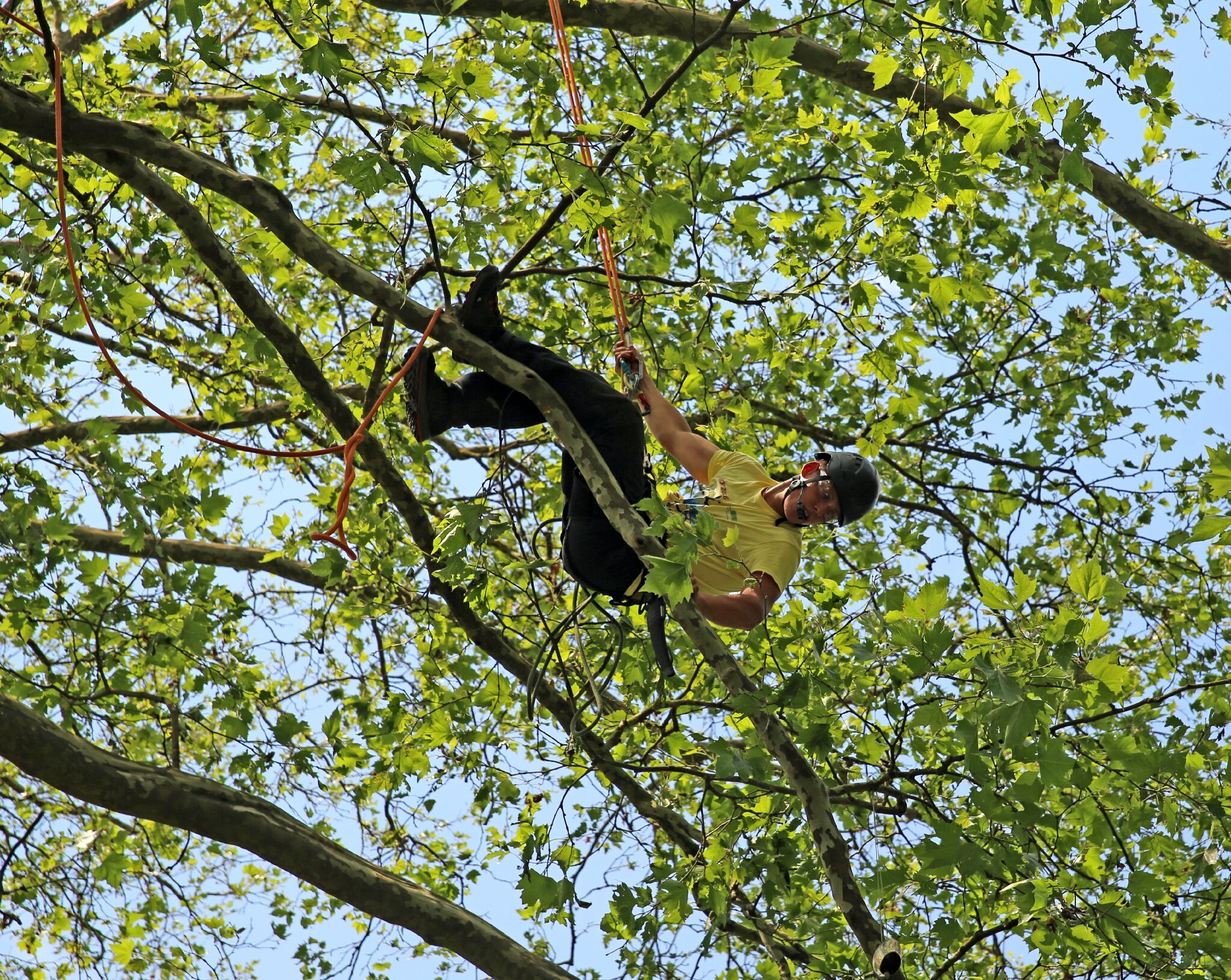 Rencontre nationale d'arboriculture 2016