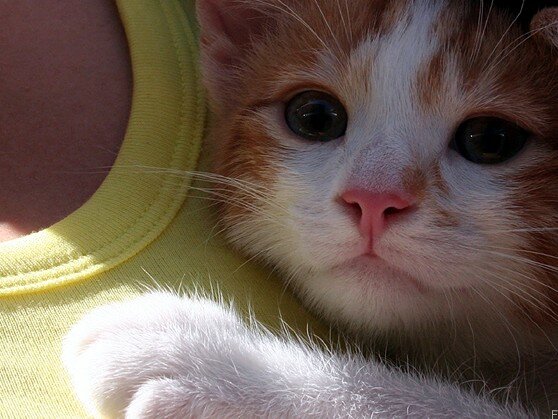 missou