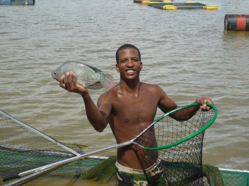 tilapia_tenu__1_