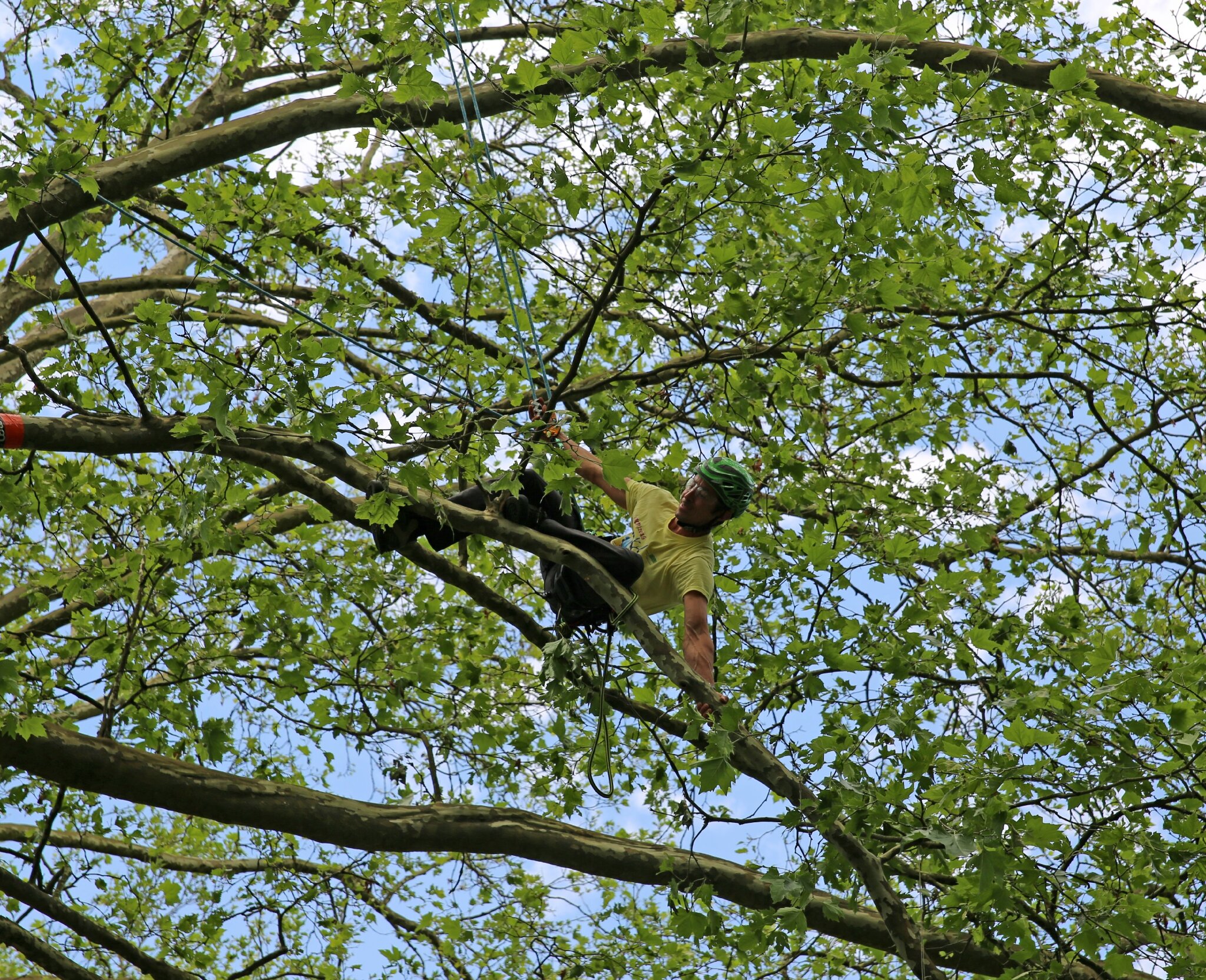 Rencontre nationale d'arboriculture 2016