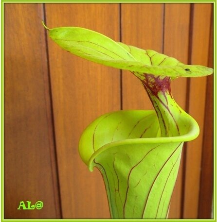 3 23 Courbe Sarracenia