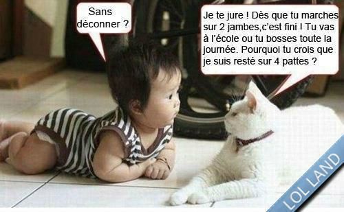 Afficher limage dorigine