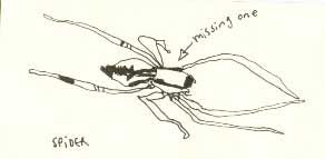 spider