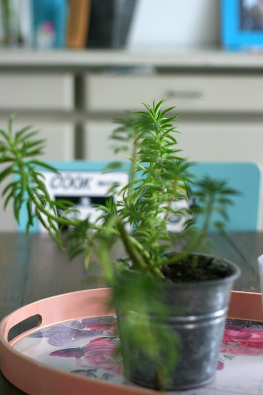 plantes (13)