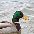 Canard colvert, Anas platyrhynchos