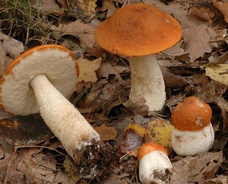 Une série de la devineresse le parasite