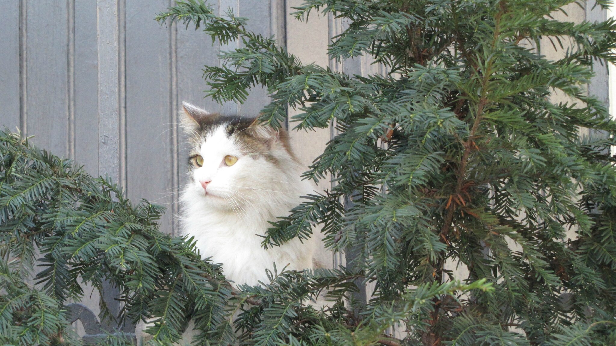 Chat oyonnax