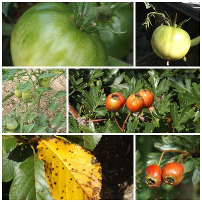 Conserves & jardin (21)
