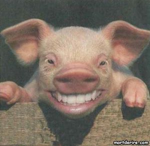 sourire-de-cochon