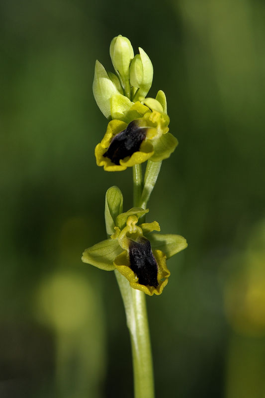 _DSC0118_Ophrys_lutea