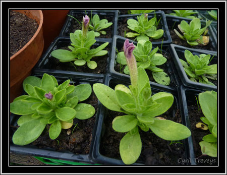 2010_05_23_P_tunias_avec_des_boutons_de_fleurs