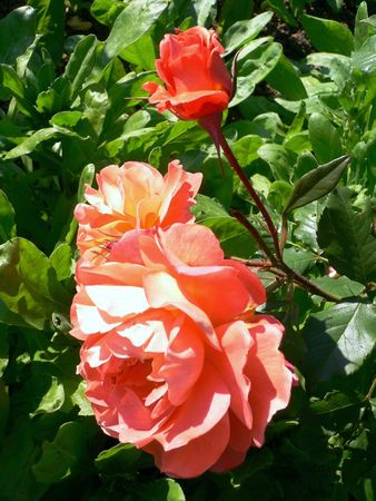 POEMES D'AUTOMNE 79393916_p