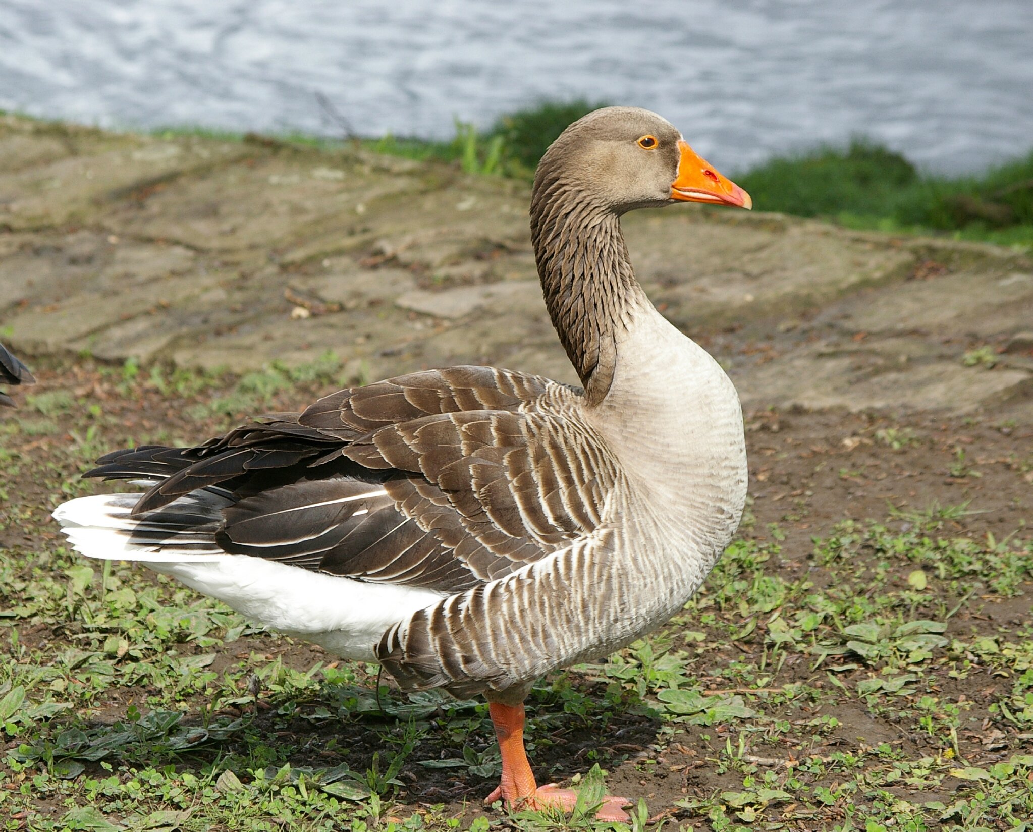 oies sauvages les photos de Roland