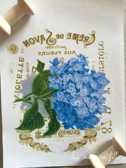 hortensia bleu