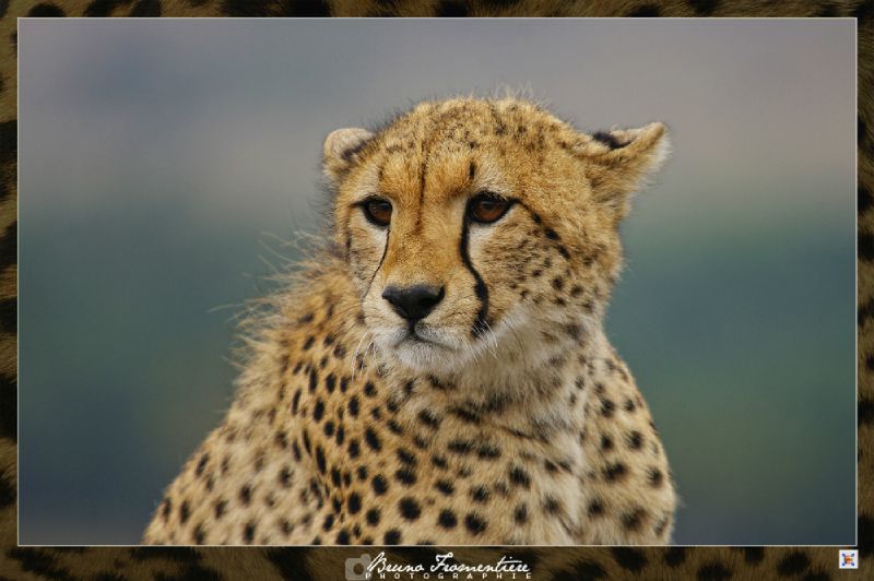 Guepard 2b