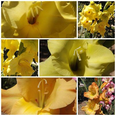Conserves & jardin (11)