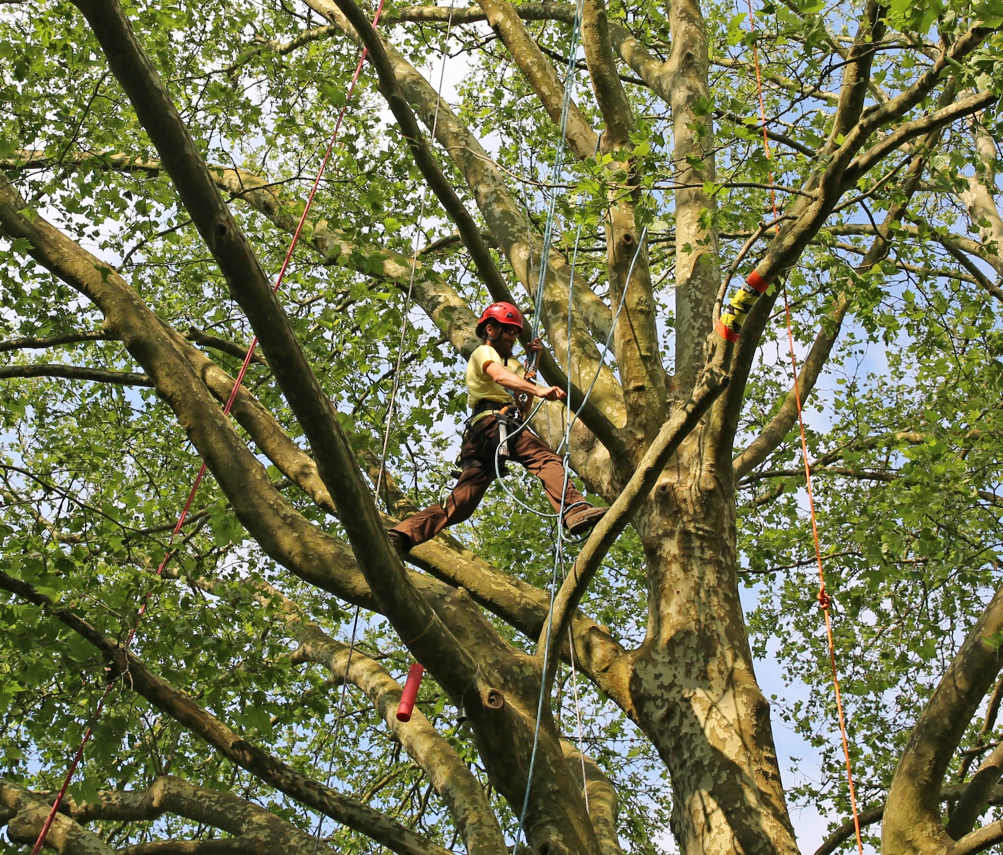 Rencontre nationale d'arboriculture 2016