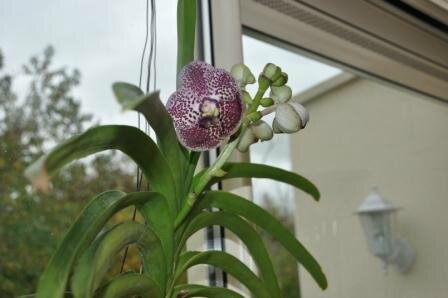 Vanda