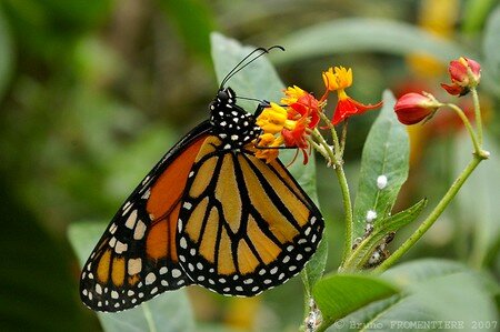 Papillon_3