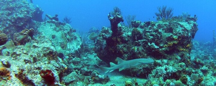 rnn132-bandeau_saint_barthelemy_requin_dormeur